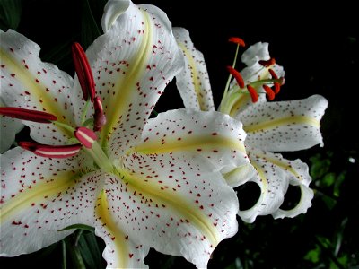 A neat closeup I took of a Japanese Lily, taken Jul. 2007 on the temple grounds of Engaku-ji.