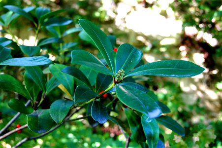 Skimmia japonica Thund., branches, buds and leaves, Alpine garden of the Jardin des Plantes of Paris