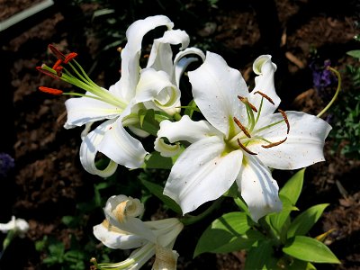 Lilium in the French formal gardens of the Grand Trianon (park of the palace of Versailles).