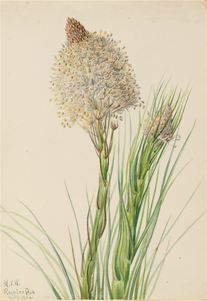 Beargrass (Xerophyllum tenax)
