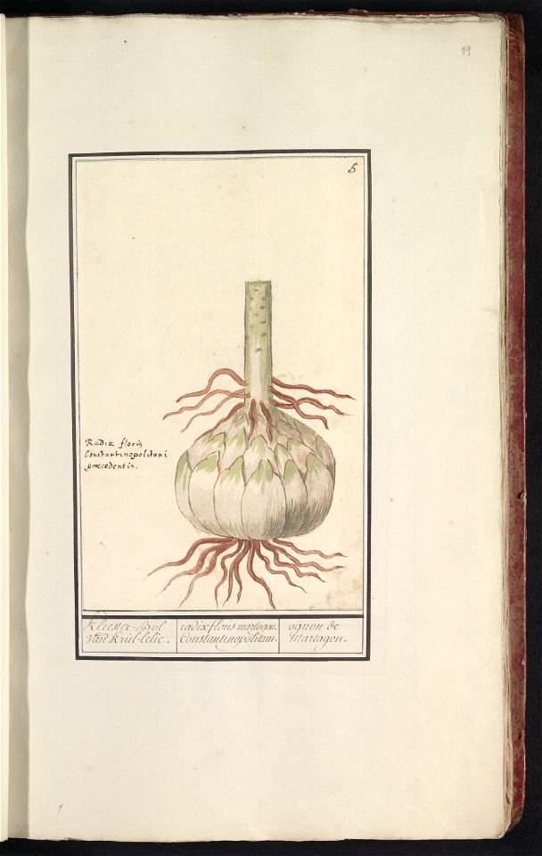 IdentificatieTitel(s): Bol van de rode lelie (Lilium)Kliester-Bol van krul-lelie. / Radix floris martagon. constantinopolitani / ognon de martagon. (titel op object)Objecttype: tekening Objectnummer: 