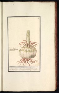 IdentificatieTitel(s): Bol van de rode lelie (Lilium)Kliester-Bol van krul-lelie. / Radix floris martagon. constantinopolitani / ognon de martagon. (titel op object)Objecttype: tekening Objectnummer: 