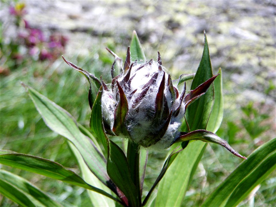 This is a detail of a Lilium martagon showing why the plant is called turk's cap lily.  The picture was taken in the Engadin, Switzerland, in val Fex.