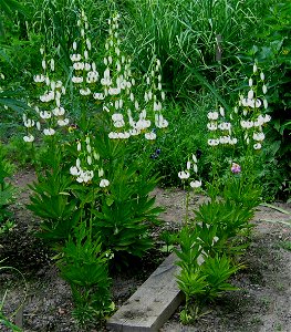 Lilium martagon var. album