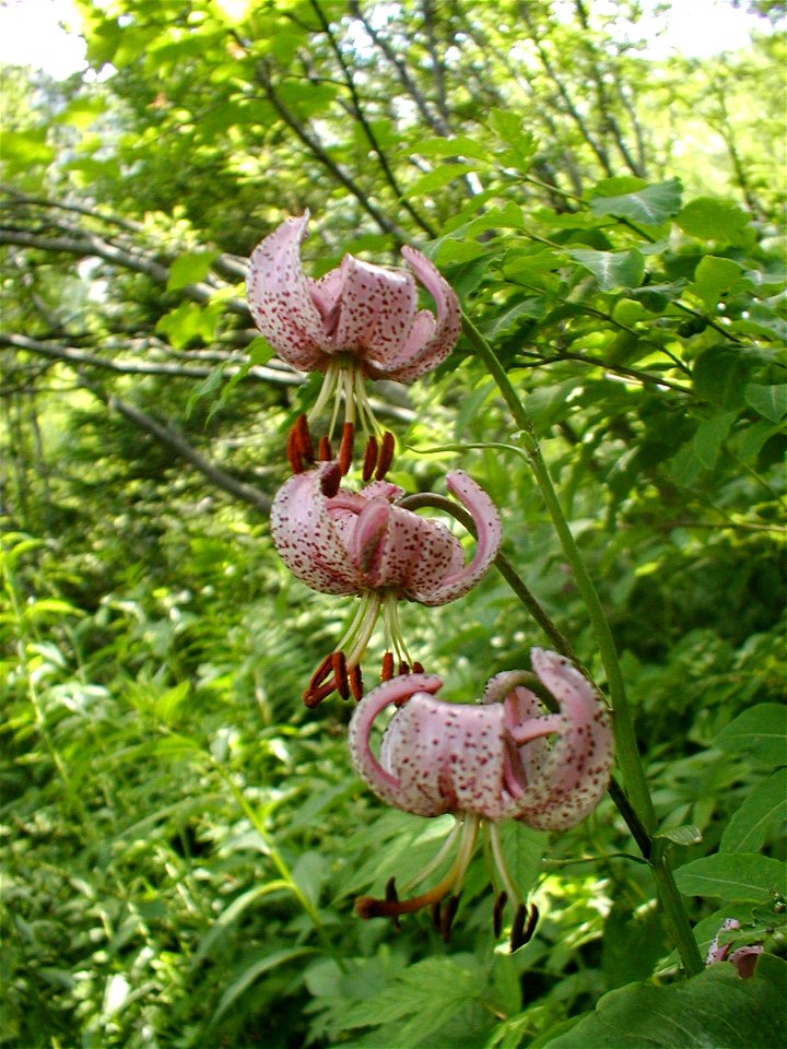 Lilium martogon - taken in Tatra Mountains, slovakia