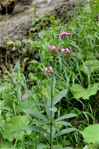 Habitus of Lilium