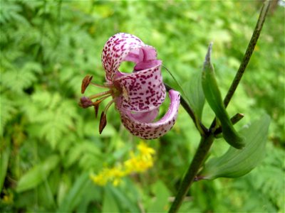 Lilium Martagon, Ober Engadin, Switzerland