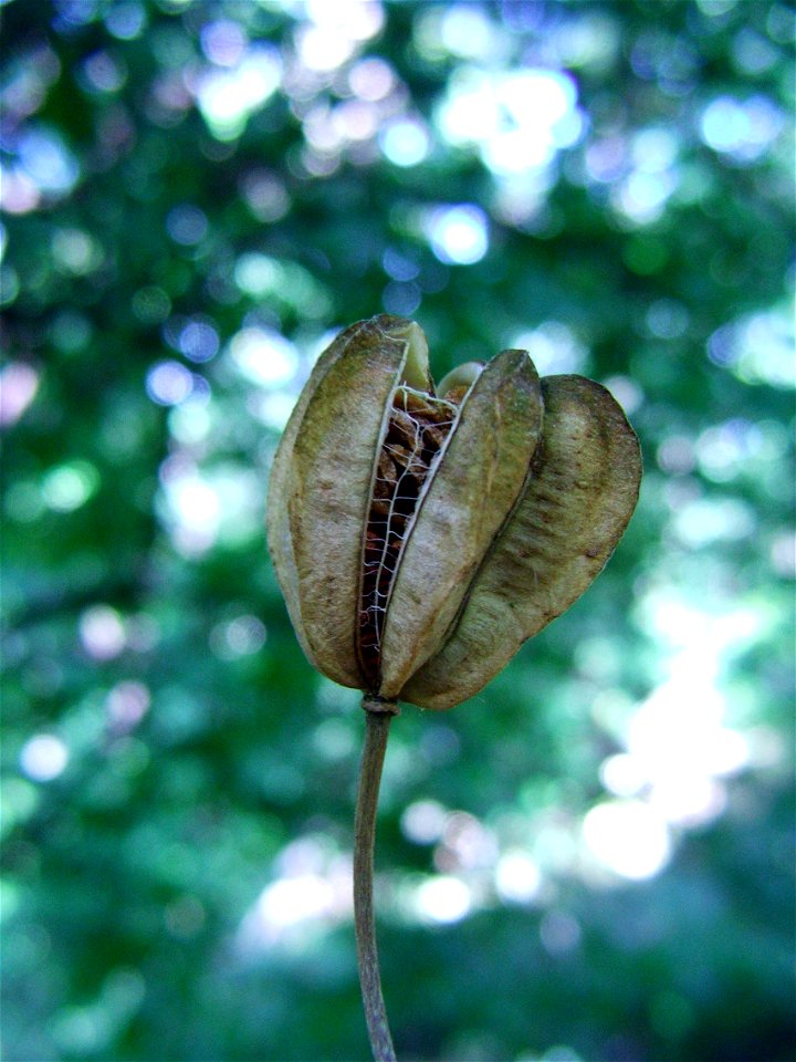 Fruit of Lilium martagon.