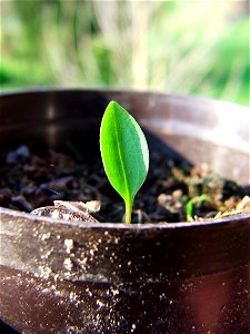 Lilium martagon seedling.
