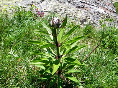 This is a Lilium Martagon showing why the plant is called turk's cap lily