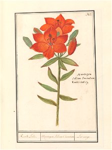 IdentificatieTitel(s): Rode lelie (Lilium)Roode Lelie / Martagon. lilium Cruentum / Lis rouge (titel op object)Objecttype: tekening Objectnummer: RP-T-BR-2017-1-9-92Omschrijving: Oranjerode lelie. Rec photo