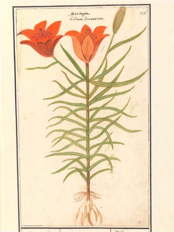 IdentificatieTitel(s): Rode lelie (Lilium)Roode Lelie / Martagon lilium Cruentum / Martagon (titel op object)Objecttype: tekening Objectnummer: RP-T-BR-2017-1-9-83Omschrijving: Oranje lelie. Rechtsbov