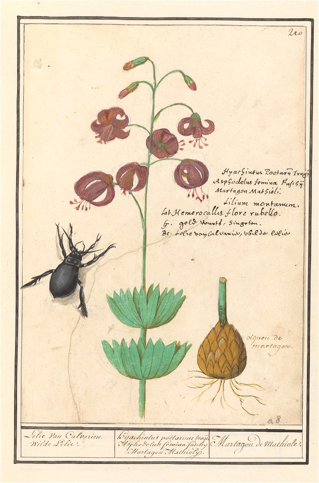 IdentificatieTitel(s): Turkse lelie (Lilium martagon)Lelie van Calvarien. Wilde Lelie. / Hyachintus poëtarum tragi. Asphodelus femina fuschy. Martagon Mathioly. / Martagon de Mathiole. (titel op objec