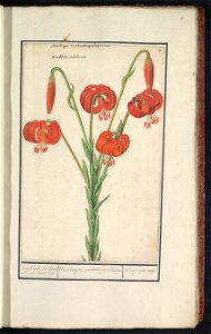 IdentificatieTitel(s): Rode lelie (Lilium)turksche turbant. Roode krul-lelie. / Martagon constantinopolitanum / Martagon rouge (titel op object)Objecttype: tekening Objectnummer: RP-T-BR-2017-1-8-18Om