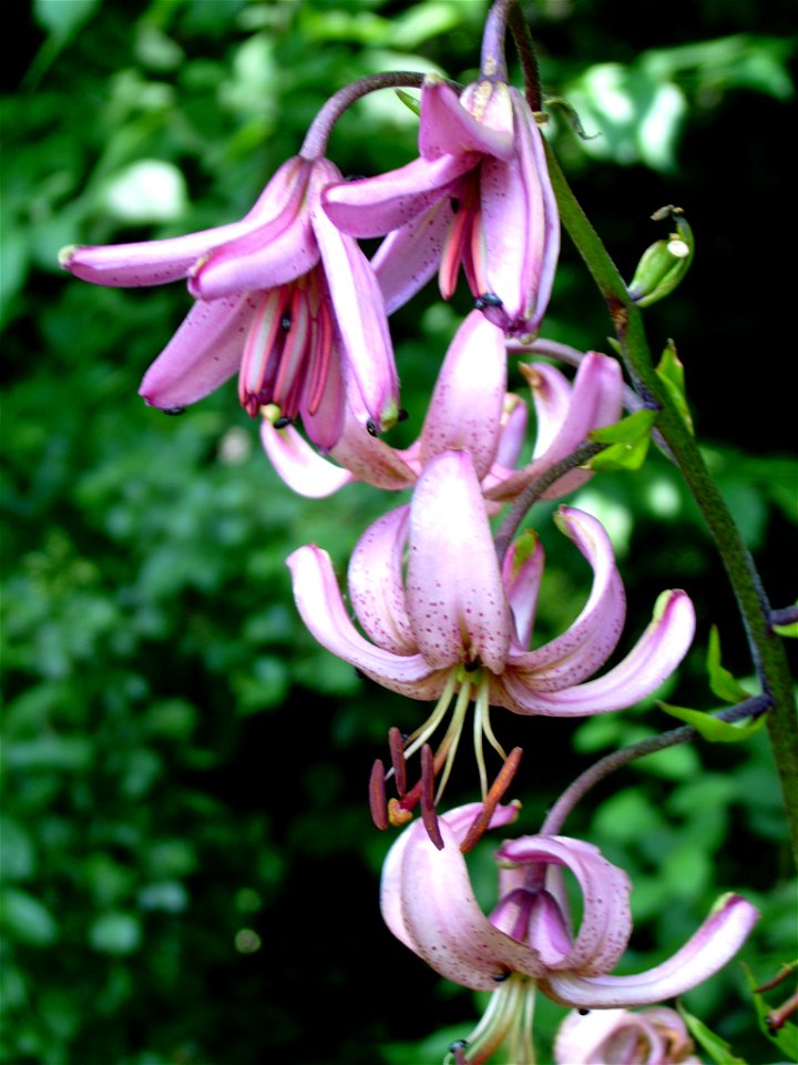 Türkenbund Lilium martagon