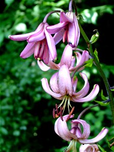 Türkenbund Lilium martagon photo