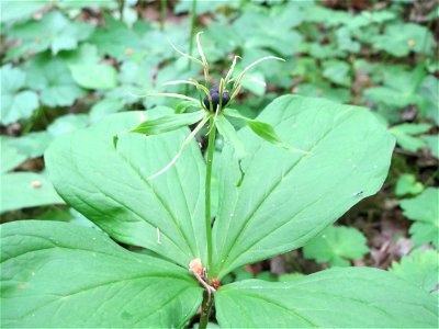 Vierblättrige Einbeere (Paris quadrifolia) im Naturschutzgebiet Badstube