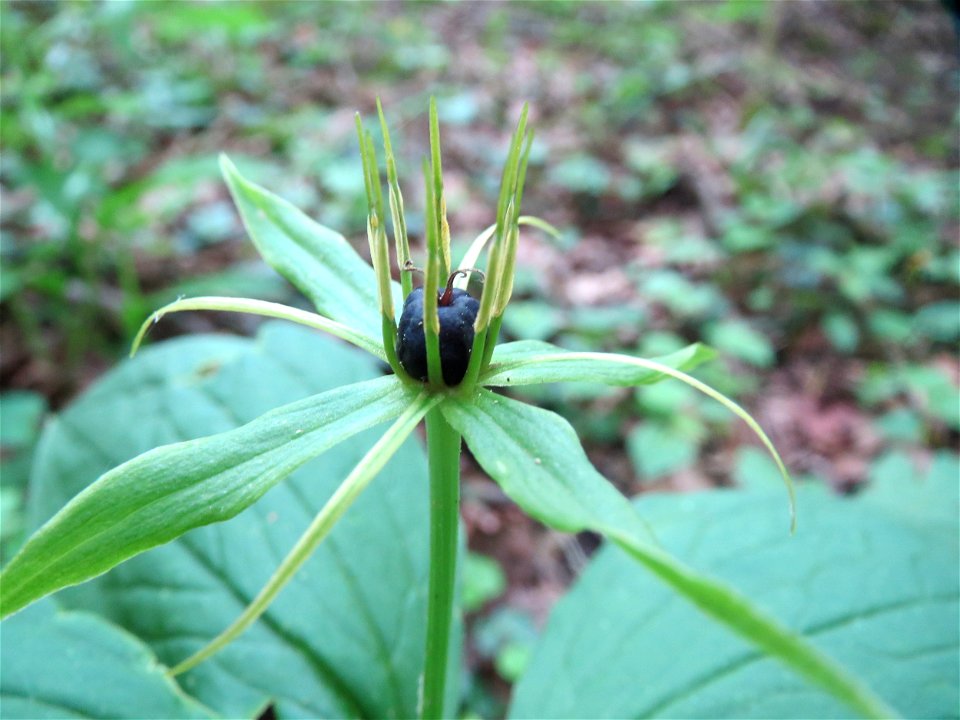 Vierblättrige Einbeere (Paris quadrifolia) im Naturschutzgebiet „Ketscher Rheininsel“ (wegen der Seltenheit sind die Geokoordinaten ausgelassen)