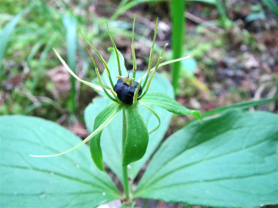 Vierblättrige Einbeere (Paris quadrifolia) im Naturschutzgebiet „Ketscher Rheininsel“ (wegen der Seltenheit sind die Geokoordinaten ausgelassen)