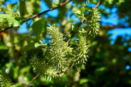Salix cinerea palm kitten willow catkin