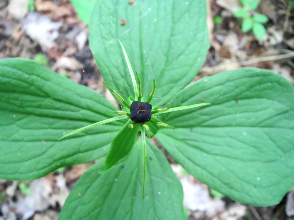 Vierblättrige Einbeere (Paris quadrifolia) im Naturschutzgebiet „Ketscher Rheininsel“ (wegen der Seltenheit sind die Geokoordinaten ausgelassen)
