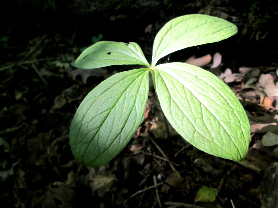 Die eher seltene Vierblättrige Einbeere (Paris quadrifolia) im Naturschutzgebiet „Ketscher Rheininsel“
