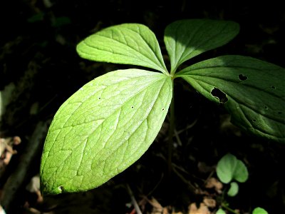 Die eher seltene Vierblättrige Einbeere (Paris quadrifolia) im Naturschutzgebiet „Ketscher Rheininsel“