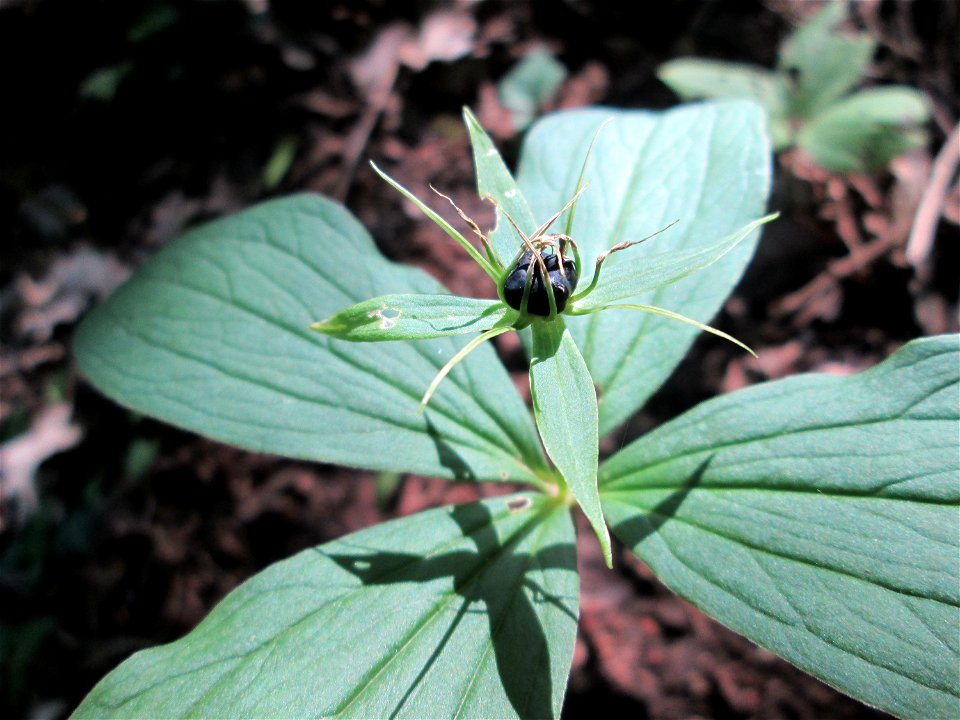 Die eher seltene Vierblättrige Einbeere (Paris quadrifolia) im Naturschutzgebiet „Ketscher Rheininsel“