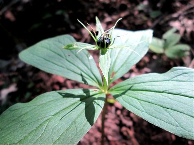 Die eher seltene Vierblättrige Einbeere (Paris quadrifolia) im Naturschutzgebiet „Ketscher Rheininsel“