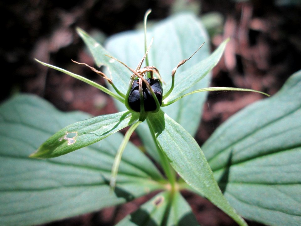 Die eher seltene Vierblättrige Einbeere (Paris quadrifolia) im Naturschutzgebiet „Ketscher Rheininsel“