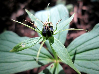 Die eher seltene Vierblättrige Einbeere (Paris quadrifolia) im Naturschutzgebiet „Ketscher Rheininsel“
