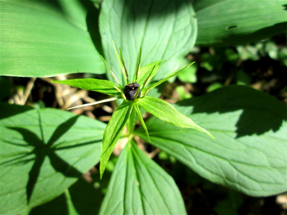 Die eher seltene Vierblättrige Einbeere (Paris quadrifolia) im Naturschutzgebiet „Ketscher Rheininsel“
