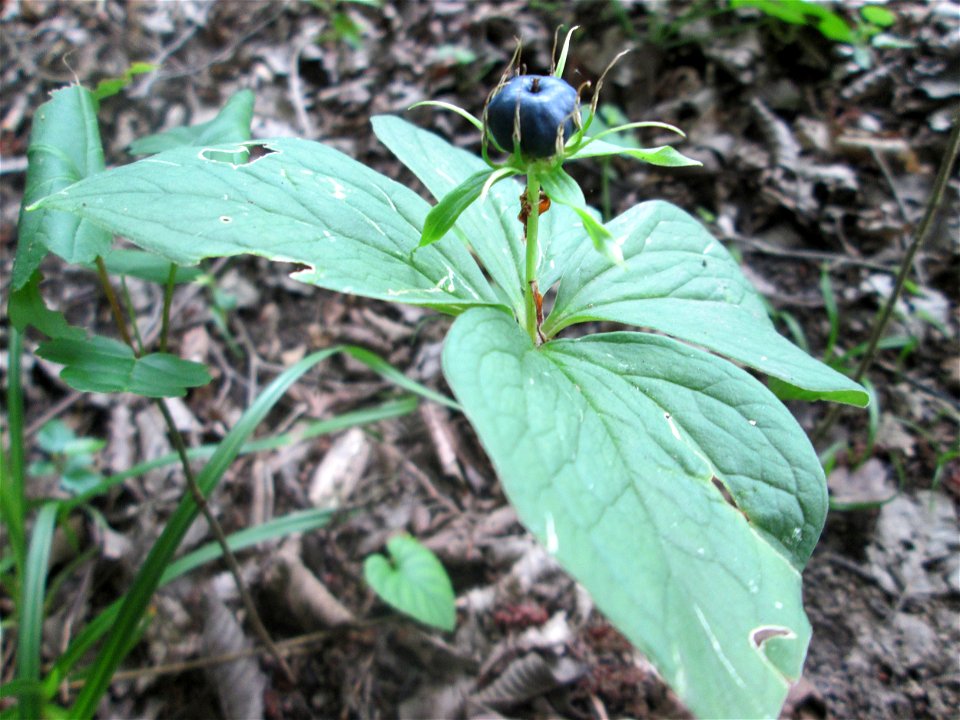 Die eher seltene Vierblättrige Einbeere (Paris quadrifolia) im Naturschutzgebiet „Ketscher Rheininsel“