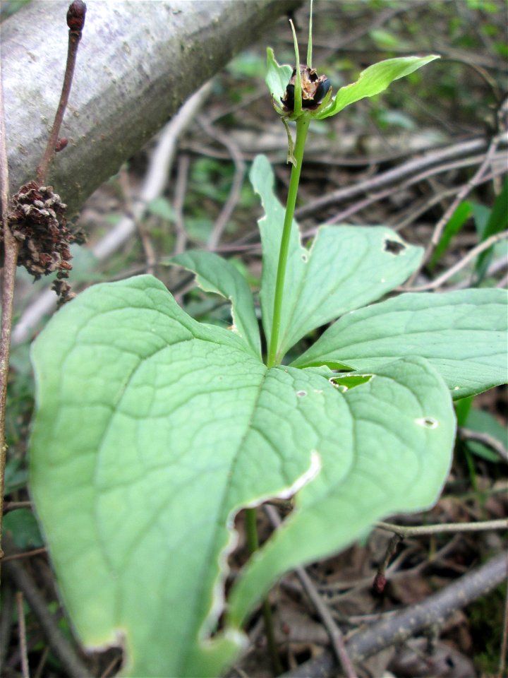 Die eher seltene Vierblättrige Einbeere (Paris quadrifolia) im Naturschutzgebiet „Ketscher Rheininsel“