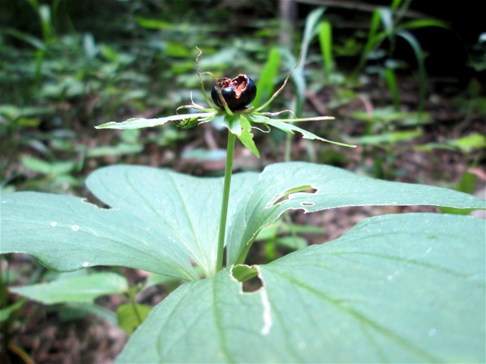 Die eher seltene Vierblättrige Einbeere (Paris quadrifolia) im Naturschutzgebiet „Ketscher Rheininsel“