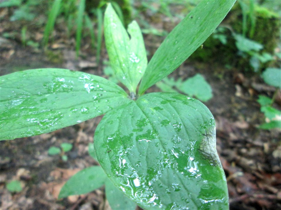Die eher seltene Vierblättrige Einbeere (Paris quadrifolia) im Naturschutzgebiet „Ketscher Rheininsel“