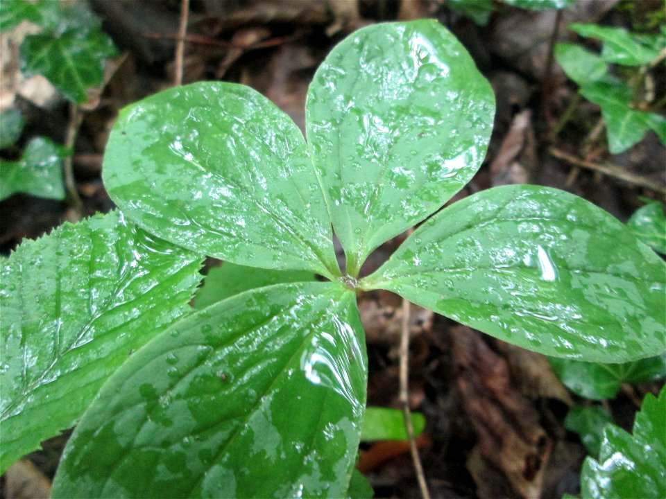 Die eher seltene Vierblättrige Einbeere (Paris quadrifolia) im Naturschutzgebiet „Ketscher Rheininsel“