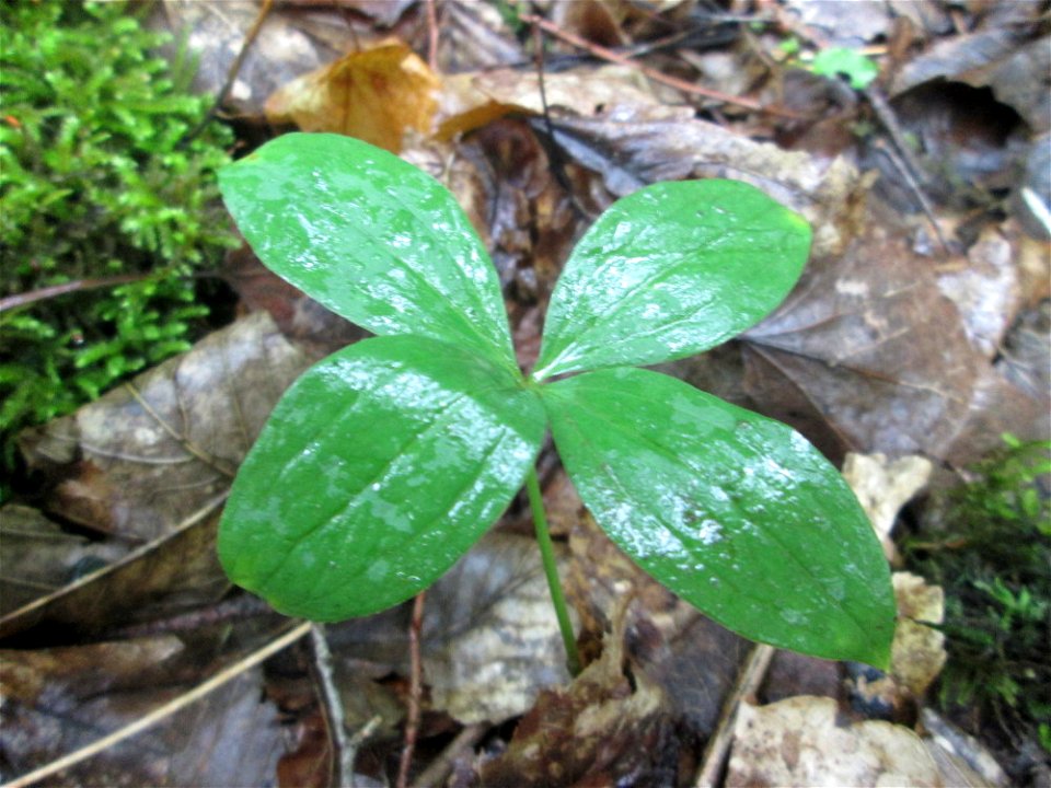 Die eher seltene Vierblättrige Einbeere (Paris quadrifolia) im Naturschutzgebiet „Ketscher Rheininsel“