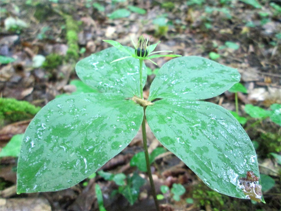 Die eher seltene Vierblättrige Einbeere (Paris quadrifolia) im Naturschutzgebiet „Ketscher Rheininsel“