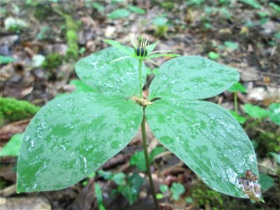 Die eher seltene Vierblättrige Einbeere (Paris quadrifolia) im Naturschutzgebiet „Ketscher Rheininsel“