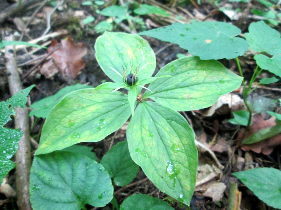 Die eher seltene Vierblättrige Einbeere (Paris quadrifolia) im Naturschutzgebiet „Ketscher Rheininsel“