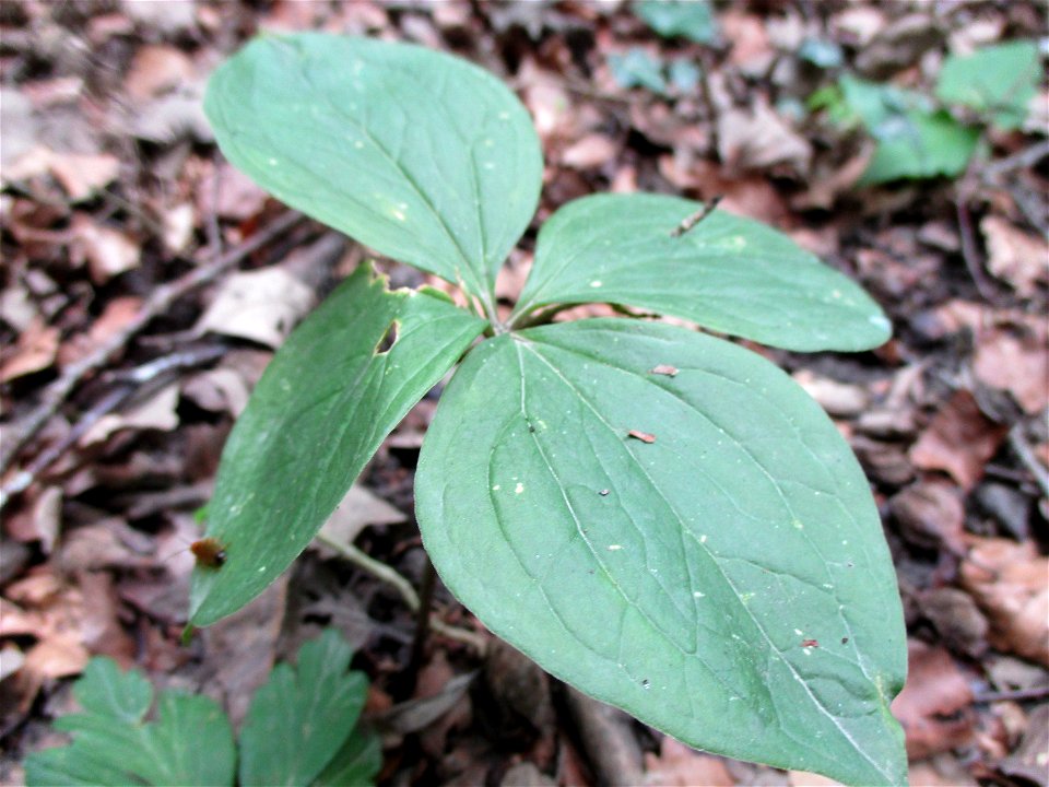Vierblättrige Einbeere (Paris quadrifolia) im Wald bei Gersheim im Naturschutzgebiet Südlicher Bliesgau/Auf der Lohe