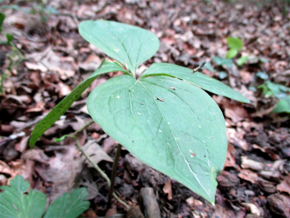 Vierblättrige Einbeere (Paris quadrifolia) im Wald bei Gersheim im Naturschutzgebiet Südlicher Bliesgau/Auf der Lohe