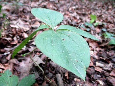 Vierblättrige Einbeere (Paris quadrifolia) im Wald bei Gersheim im Naturschutzgebiet Südlicher Bliesgau/Auf der Lohe