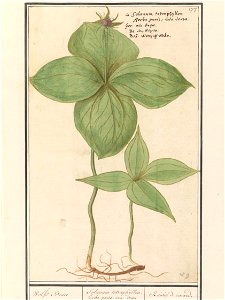 IdentificatieTitel(s): Eenbes (Paris quadrifolia)Wolfs Besie / Solanum tetraphijllon. herba paris. uva versa / Raisin de renard (titel op object)Objecttype: tekening Objectnummer: RP-T-BR-2017-1-9-82O