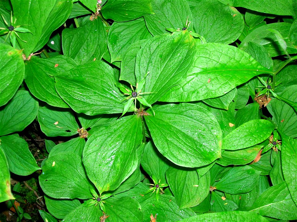 Herb Paris (Paris quadrifolia) in full flower