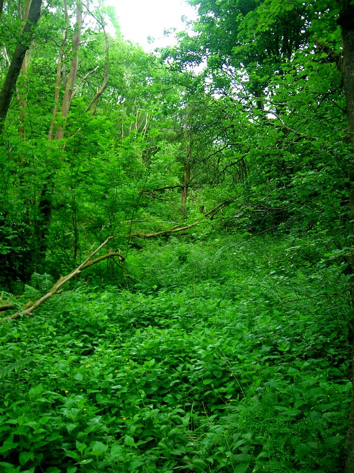 Little Sorn Burn, Ayrshire, Scotland.