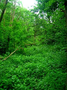 Little Sorn Burn, Ayrshire, Scotland.