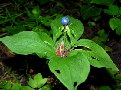 Paris quadrifolia. Details of the leaf.