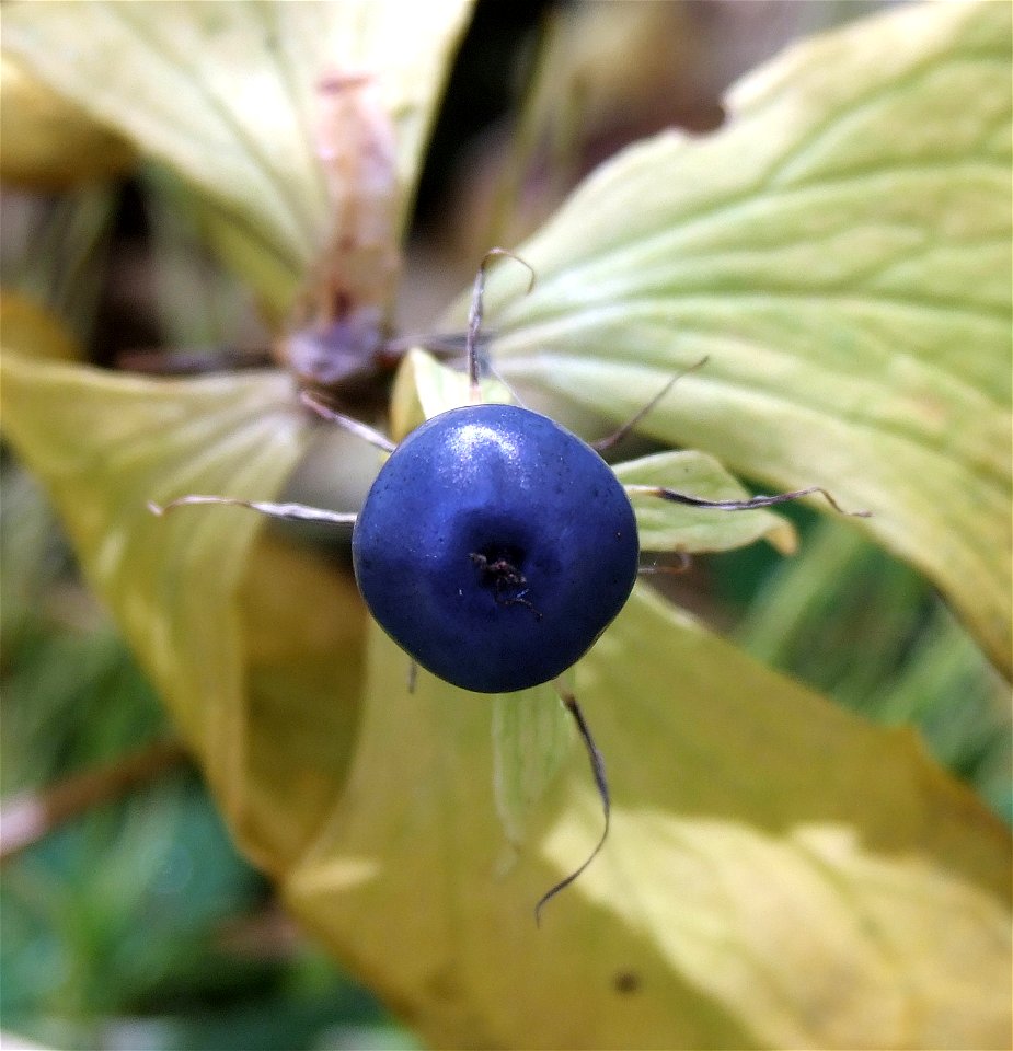 The berry of  in Haukipudas, Finland.